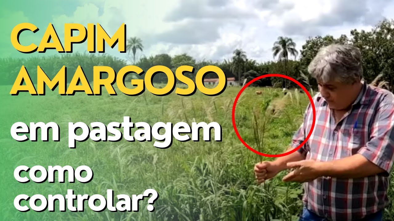 Como Fazer o Controle do Capim-Amargoso Em &Aacute;rea de Pastagem? Ep#041