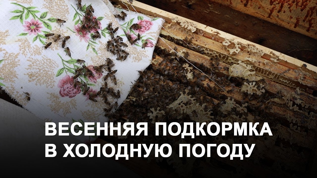 10 марта. Весенняя подкормка в холодную погоду.