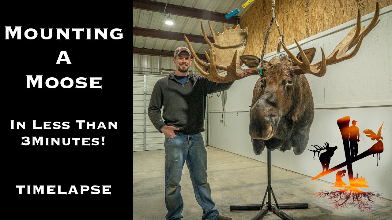 Shoulder Mount Moose in 3 Minutes!