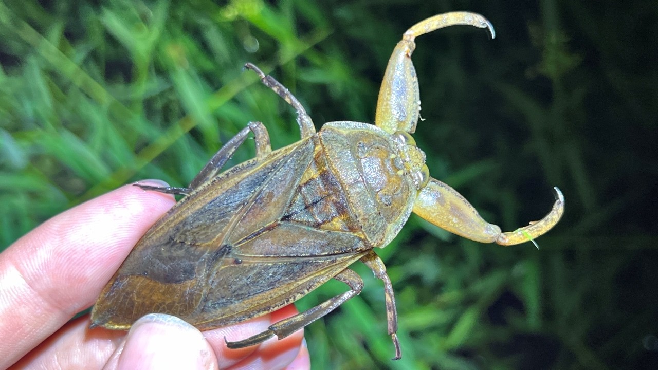 【10年ぶりの再会】絶滅したと思った希少な水生昆虫「タガメ」が生き残っていた