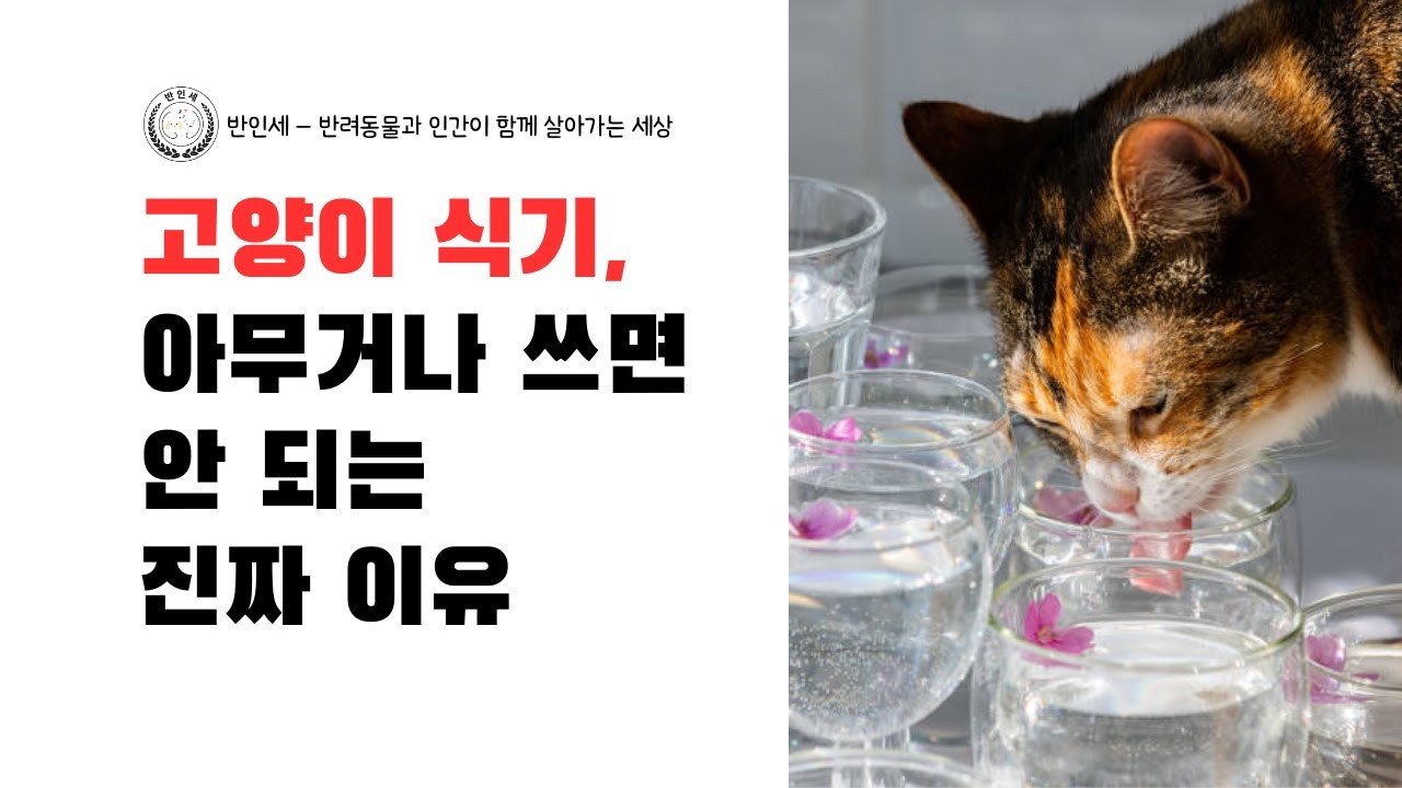 고양이 식기, 아무거나 쓰면 안 되는 진짜 이유 - 롱폼