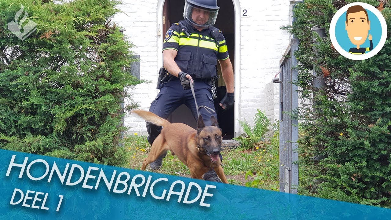 HONDENBRIGADE | SURVEILLANCEHONDEN | POLITIE | DEEL 1