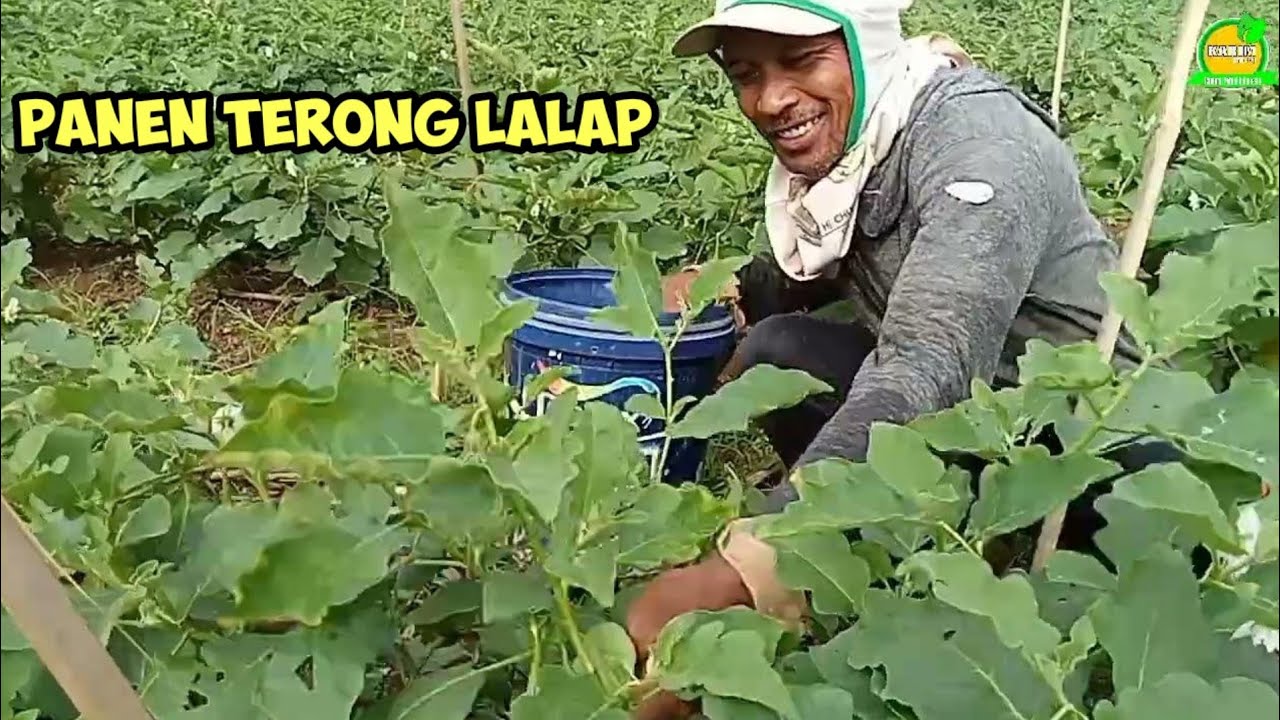 Panen Terong Lalap diawal Bulan puasa