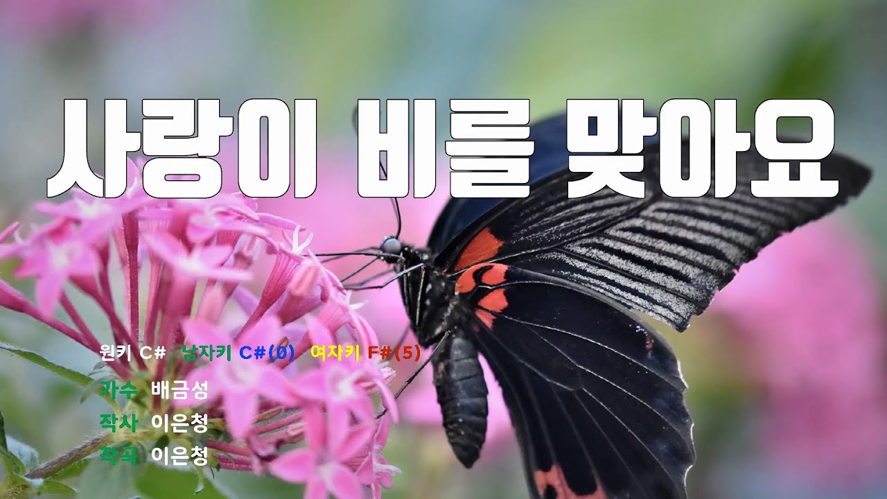 [은성 반주기] 사랑이비를맞아요 - 배금성