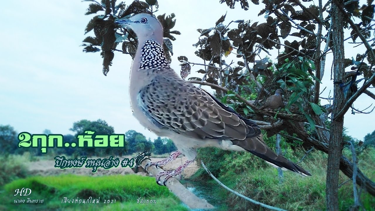 เสียงนกเขาใหญ่ปีกหงษ์#4 