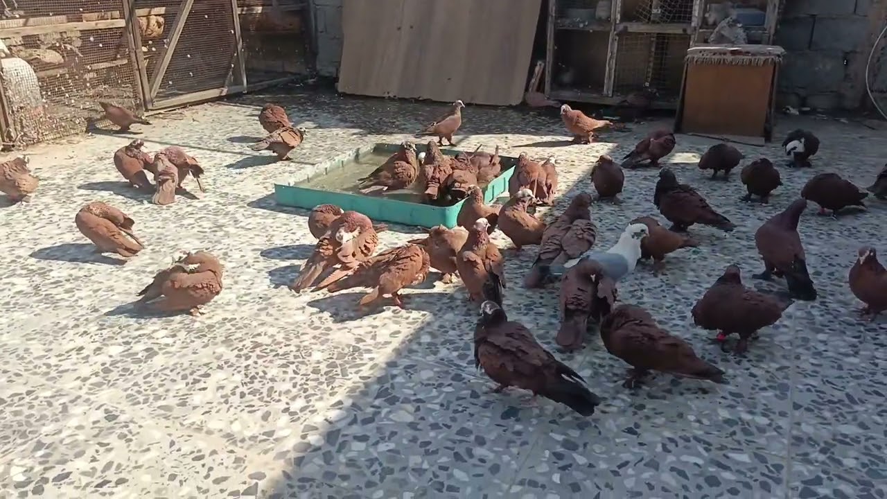 السلام عليكم حبايبي اليوم الاول للطيور🕊