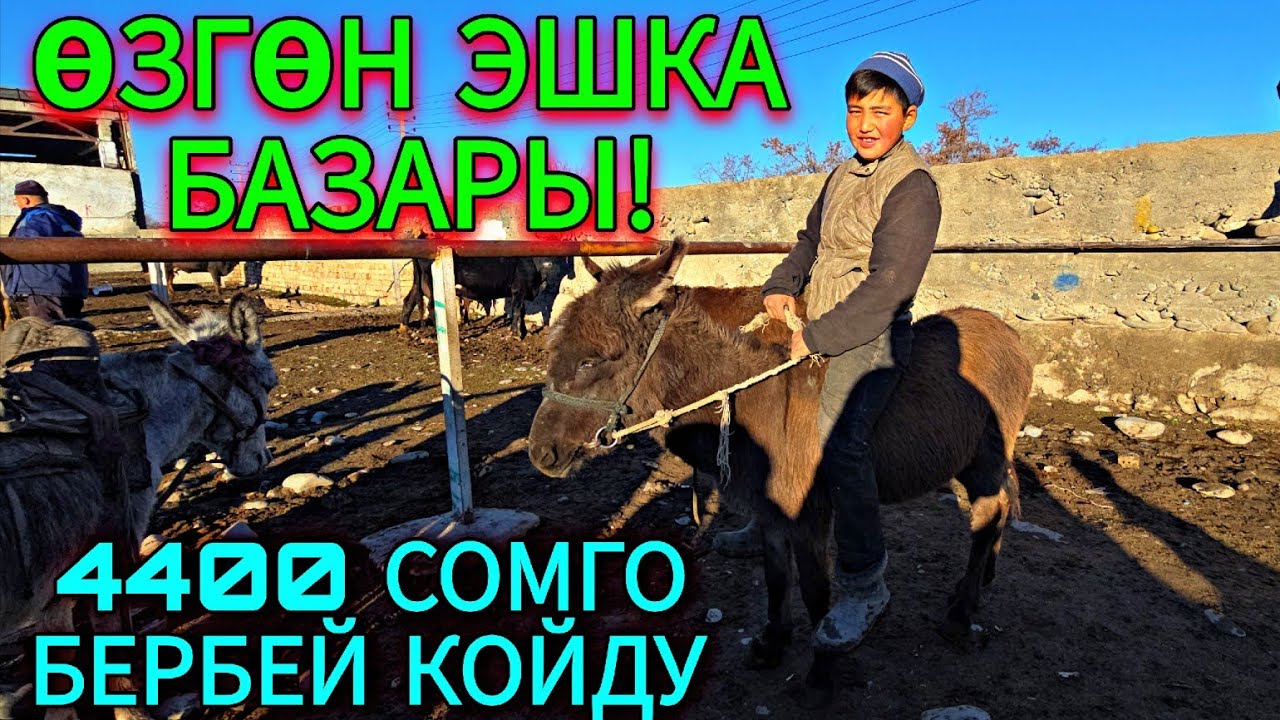 ЭШКА БАЗАРДА ЖАШ БАЛДАР СООДАНЫ КЫЗЫТТЫГО 🤣 #horse 