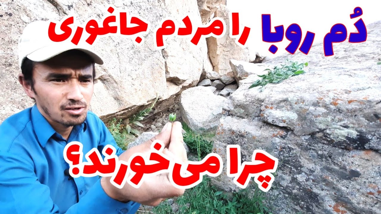معرفی نباتات طبی جاغوری  jaghori