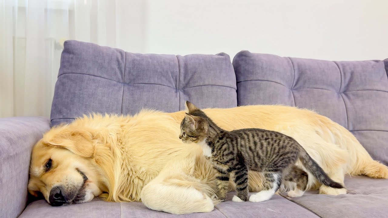 Tiny Kitten Challenges Giant Golden Retriever – Adorable Reaction