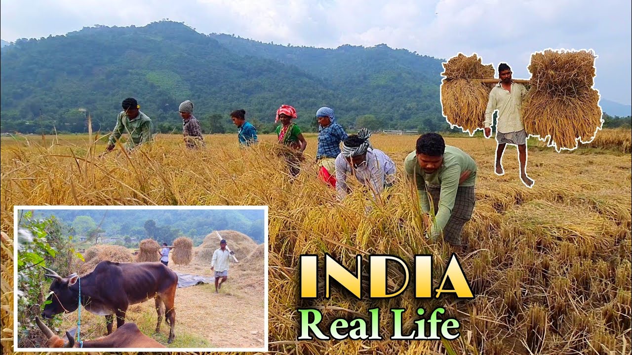 Real life of India|Andhrapradesh rural hardworking lifestyle|paddy harvesting