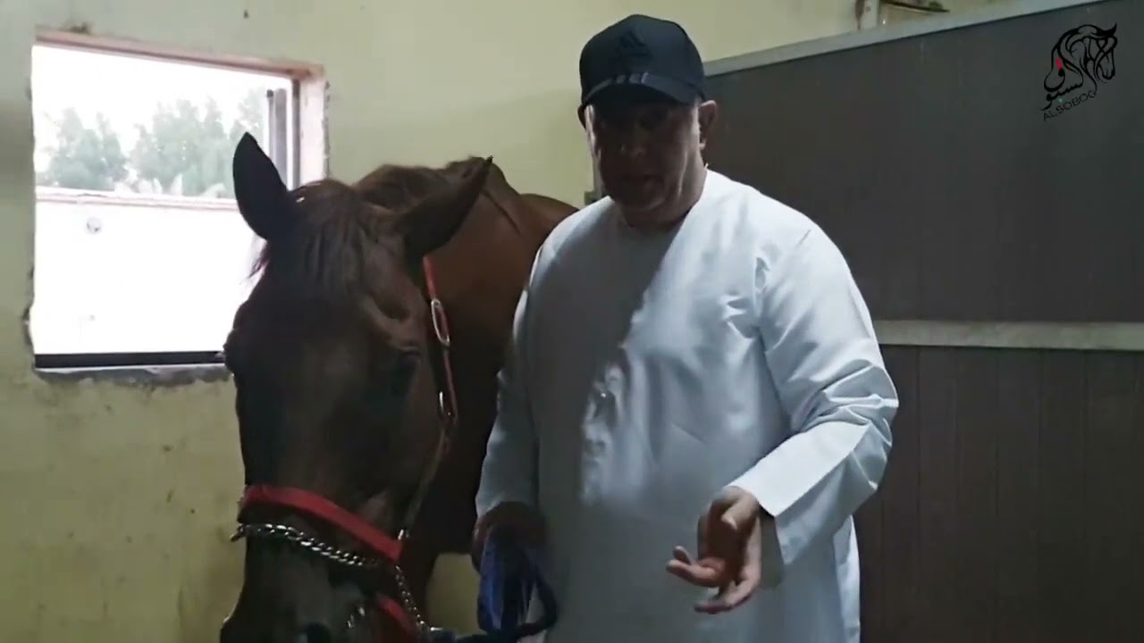 الجهاز الهضمي للخيل الجزء الثاني