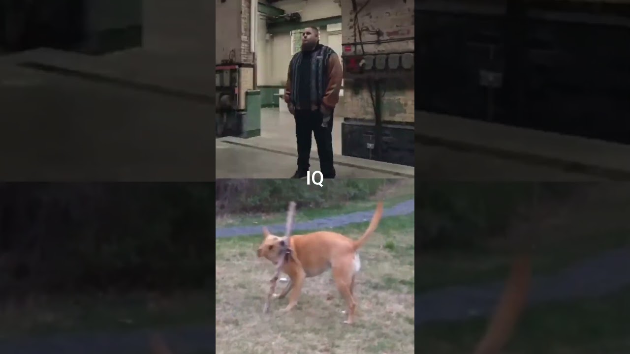 Human vs Dog 