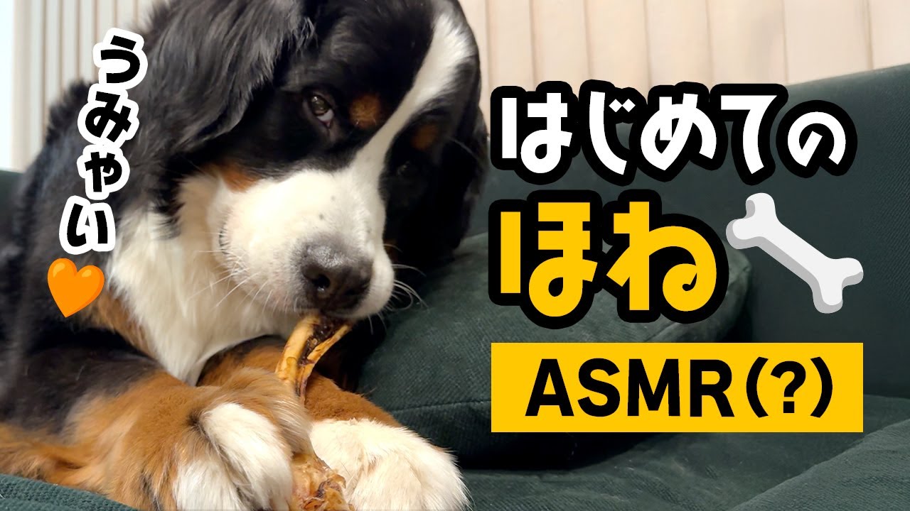 はじめての骨のおやつ（ASMR？）【1歳7ヶ月バーニーズ】