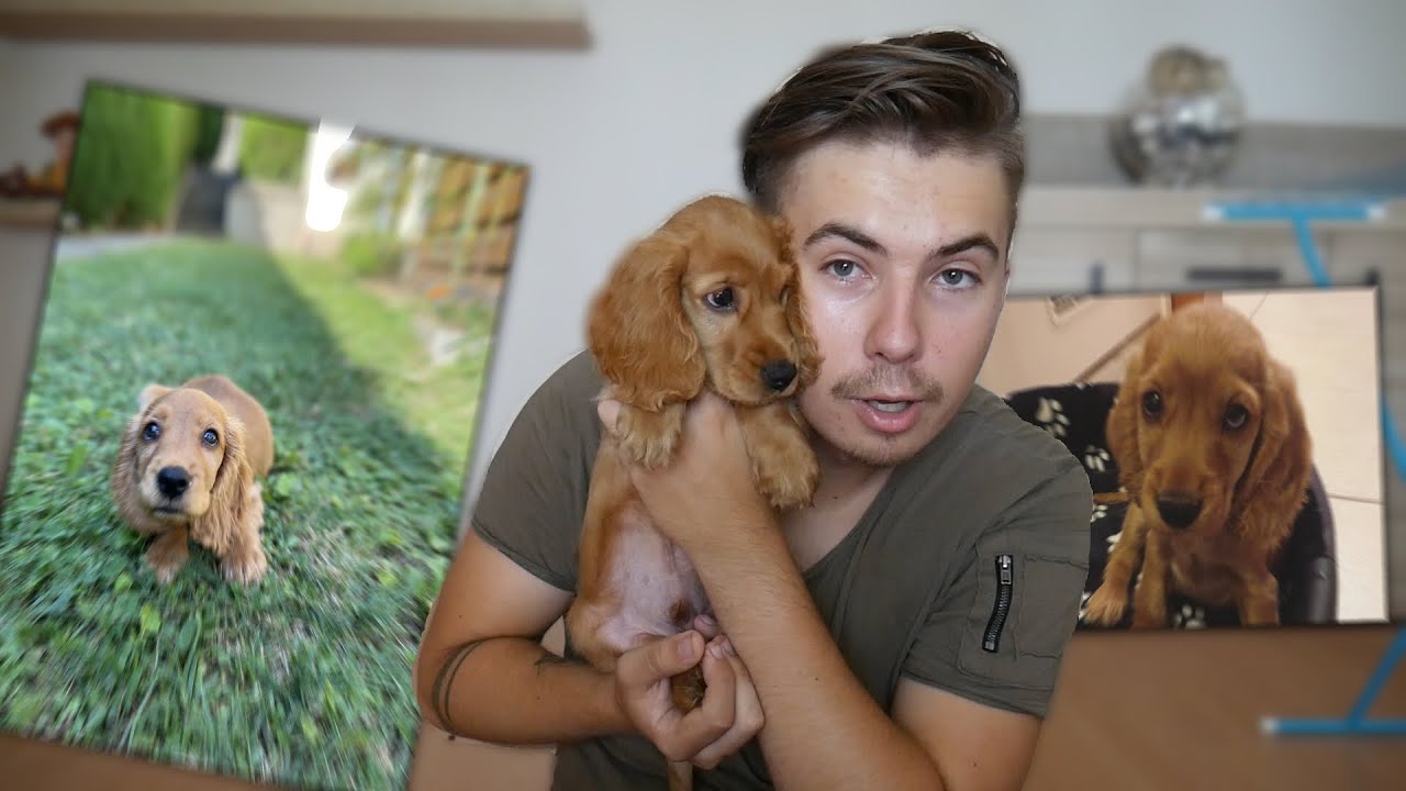 AZ ÚJ KISKUTYÁM - Woody a spániel 🐶