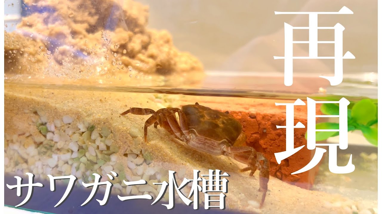 土砂崩れを再現したらサワガニ達の反応は？#アクアリウム  #サワガニ飼育 #crab #crabs