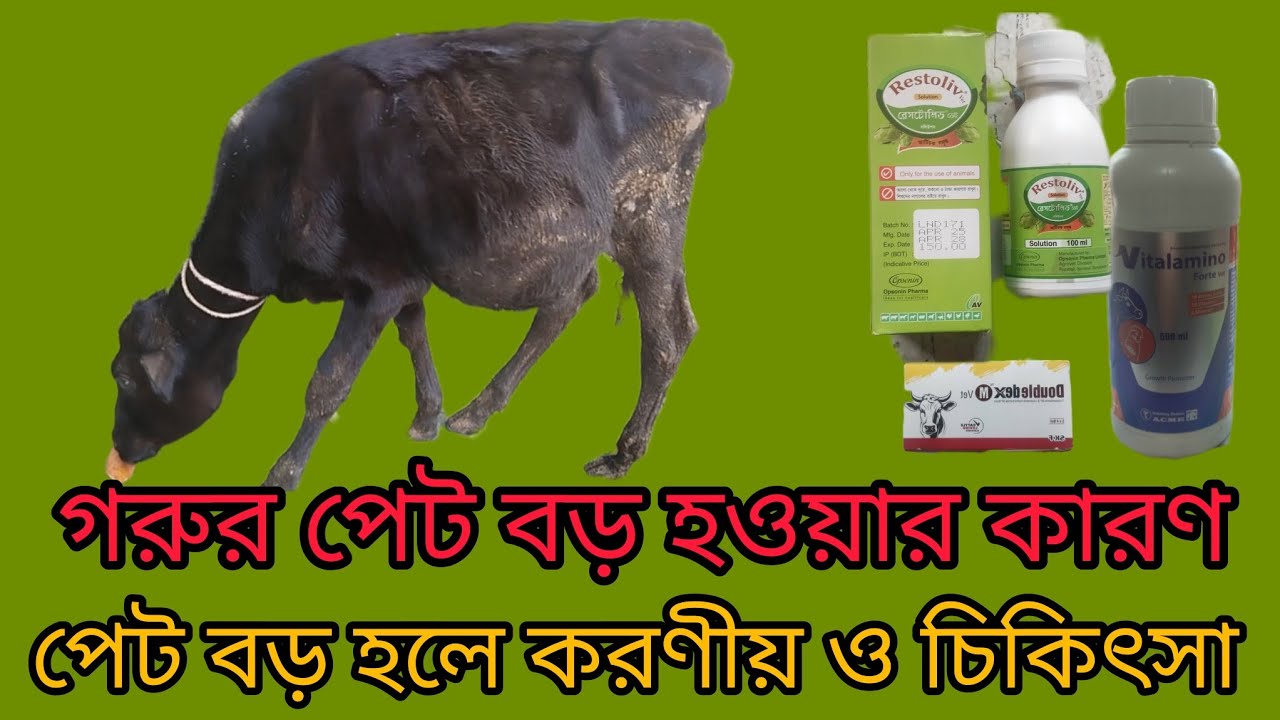 গরুর পেট বড় হওয়ার কারণগুলো জেনে নিন।।বাছুরের পেট বড় হওয়ার কারণ।।Restoliv Vet।।Vitalamino FortVet