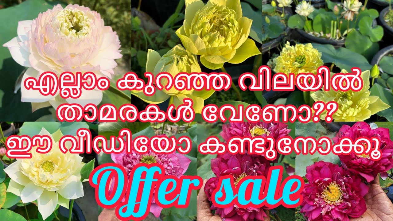 ഏറ്റവും കുറഞ്ഞ വിലയിൽ നല്ല കുറച്ച് വെറൈറ്റി താമരകൾ/lotus tubers available/@NaazusWorld-4949 