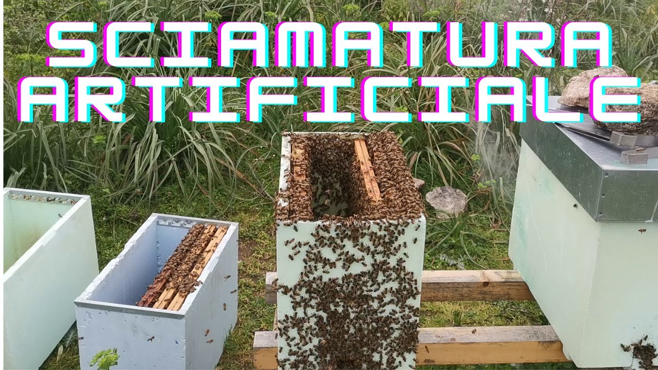 Sciamatura artificiale