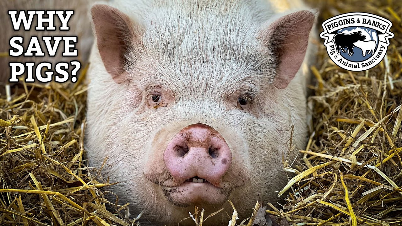 Why Save Pigs? 🐷 - Answered by Piggins and Banks Pig and Animal Sanctuary