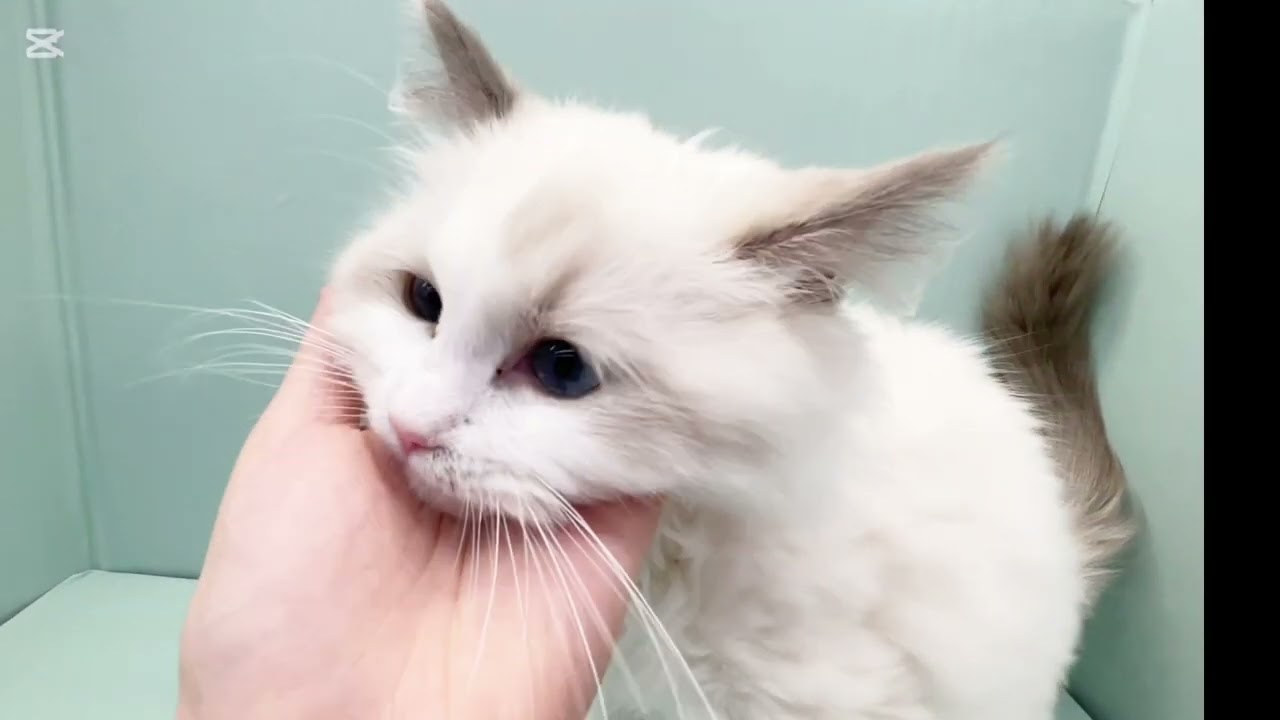 【ラグドール】生後4ヶ月過ぎたラグちゃん！猫じゃらしに夢中！