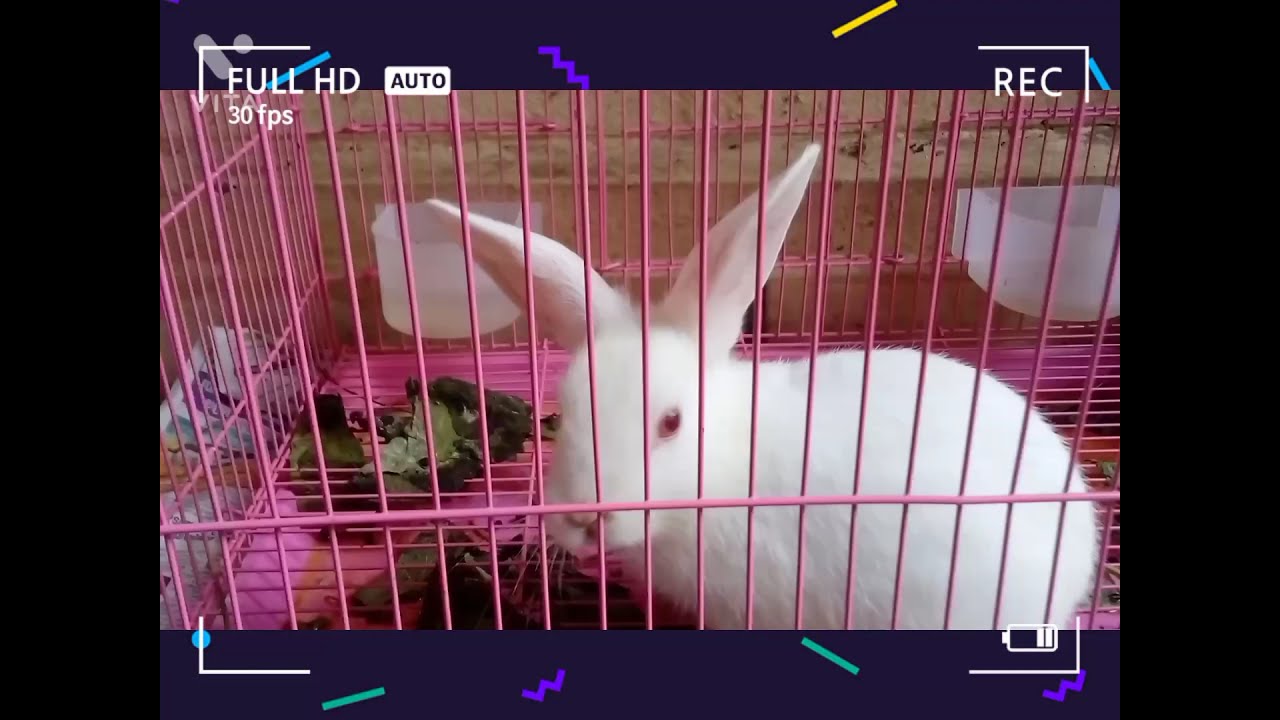 Kuttapi's childhood video