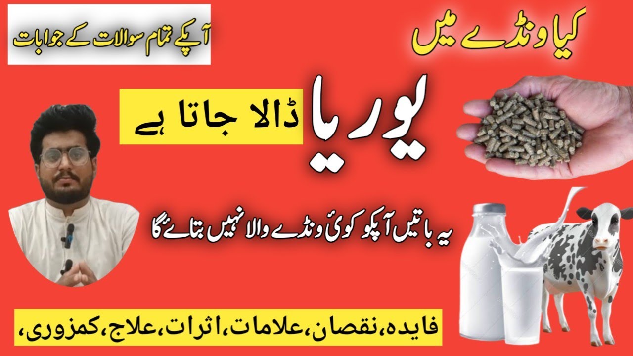 کیا جانوروں کی فیڈ میں یوریا ڈالا جاتا ہے kia jnwron KY feed wnda MN urea dala gata ha 