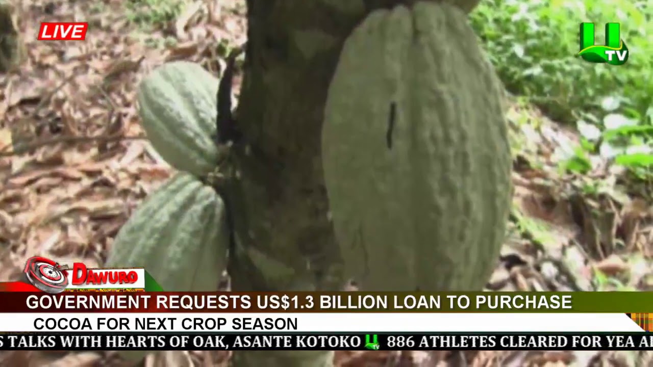 Government requests US$1.3 billion loan to purchase cocoa for next crop season