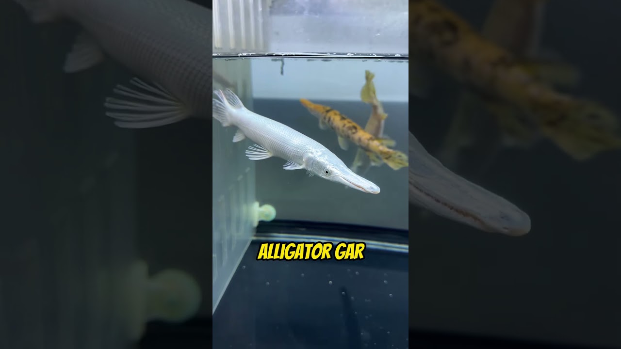 Top 5 Giant Freshwater Fish for Your Aquarium