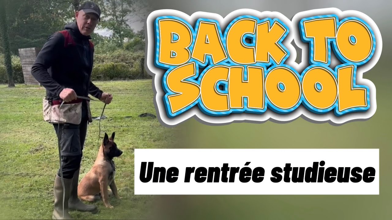 Exercices d’obéissance avec mon chiot malinois VORACE de 3,5 mois - version ring / mondioring