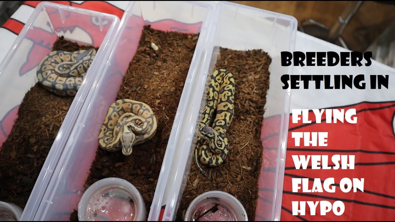 Flying the Welsh Flag on Hypo Combos + how our breeders are enjoying their new substrate!