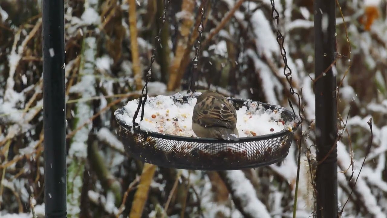 35 Minutes and 6 seconds: Birds eating in the snow (4K)