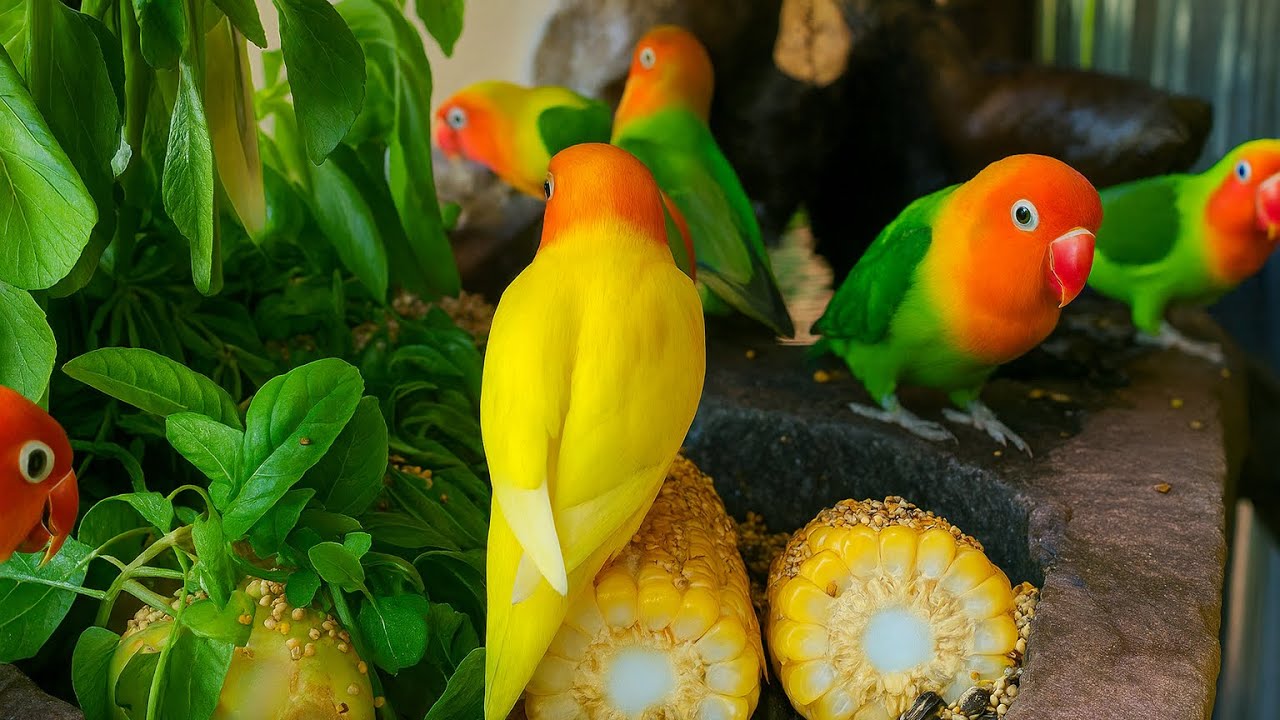 Colorful Lovebirds Eating Together , Cute Parrots Feeding Time #birds #lovebirds #parrots