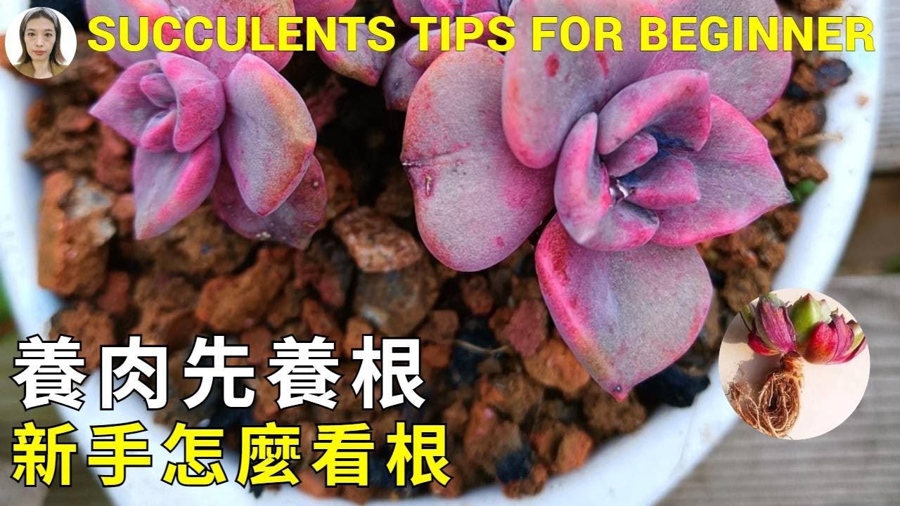 什么样的多肉根系是好的？，是又粗又长的吗？，教你几招轻松判断根系健康与否，新手建议先收藏再看| 다육이들 | Succulents