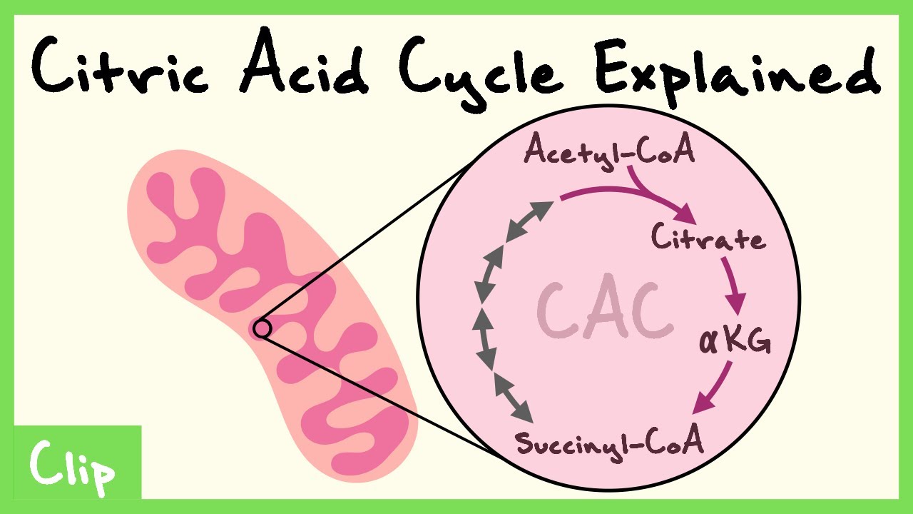 Citric Acid Cycle Explained (Cataplerotic, Anaplerotic, Krebs Cycle, Regulation) | Clip