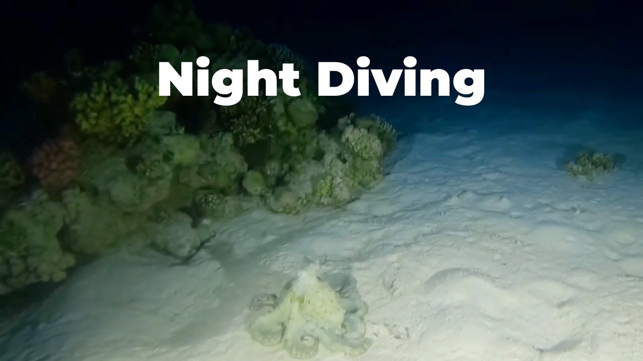 NIght diving with Reef Oasis Dive Club