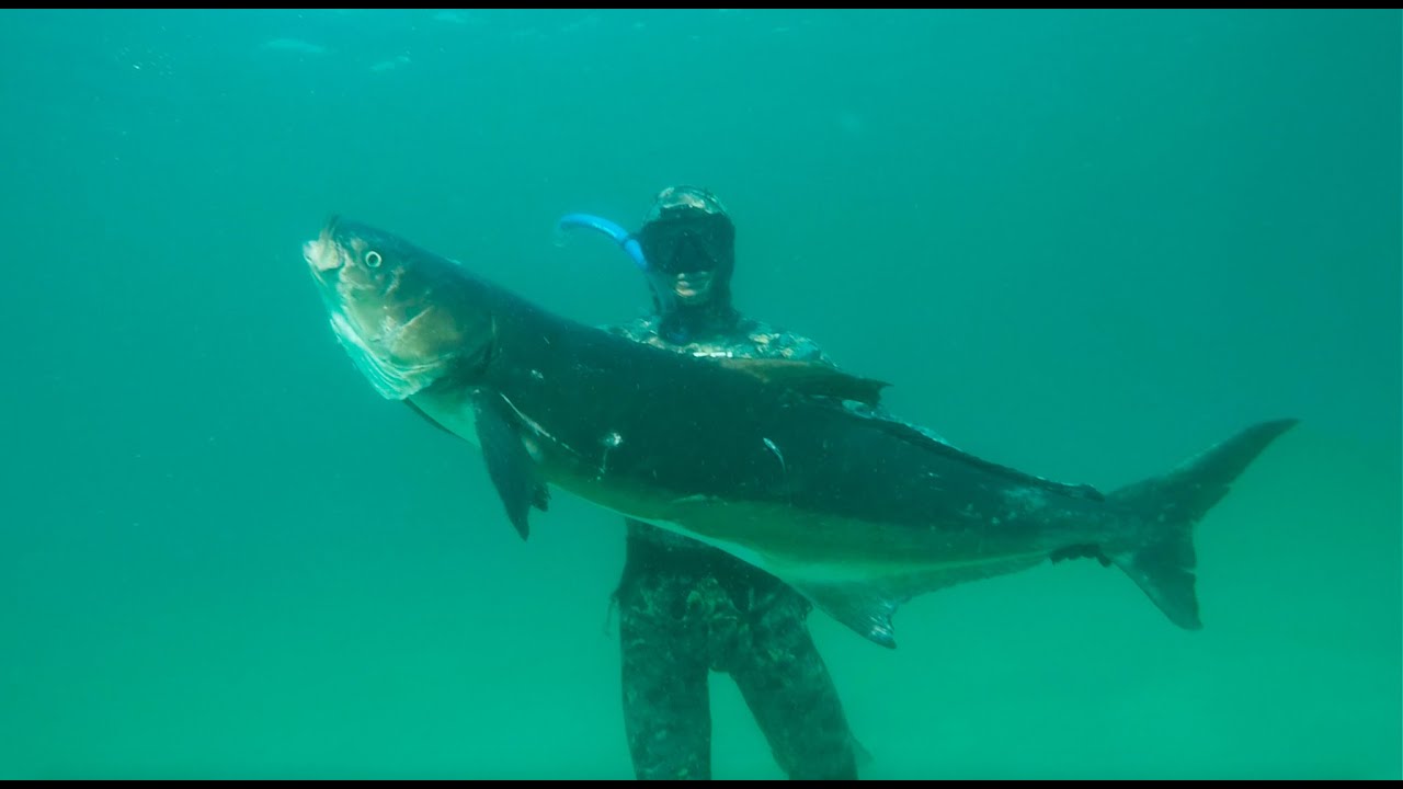 Spearfishing World Record Sheepshead, African Pompano, and 70 pound Cobia - Outer Banks, NC.