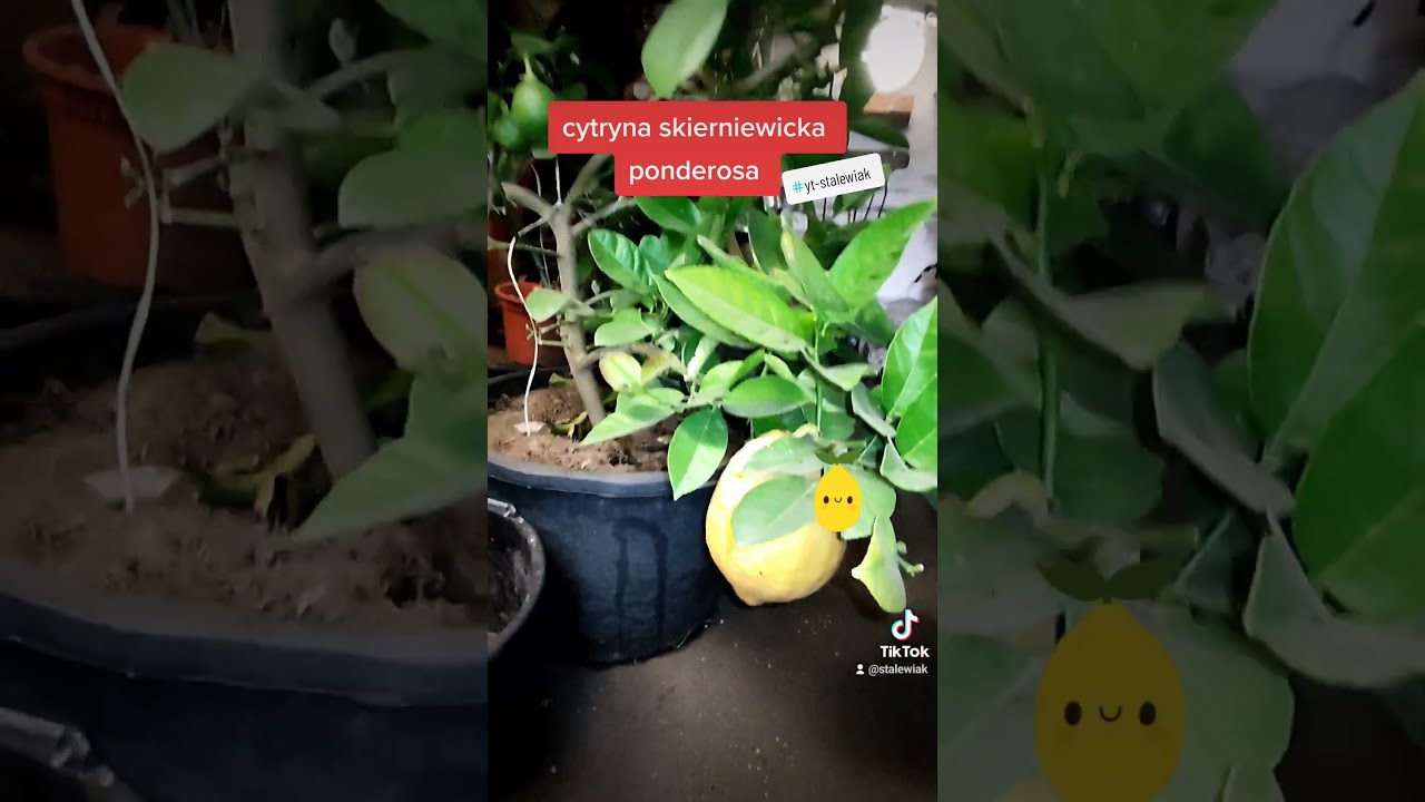 Cytryna Skierniewicka ponderosa w piwnicy.  Zimowanie ciąg dalszy.