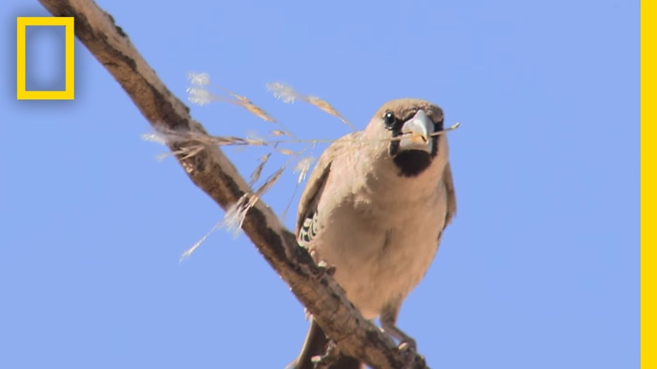 These Birds Build Big Nests. It Doesn't End Well. | National Geographic
