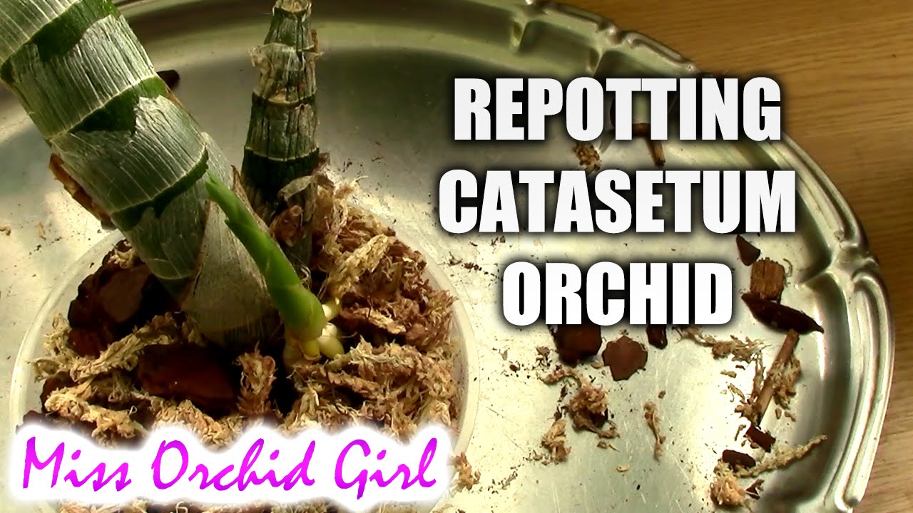 Repotting my Catasetum type orchid - Cycnodes Wine Delight
