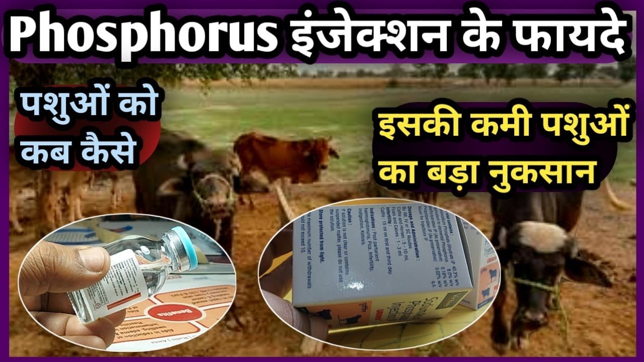 Phosphorus injection के फायदे पशुओं में||कब कैसे इसकी कमी पशुओं का बड़ा नुकसान Best injection