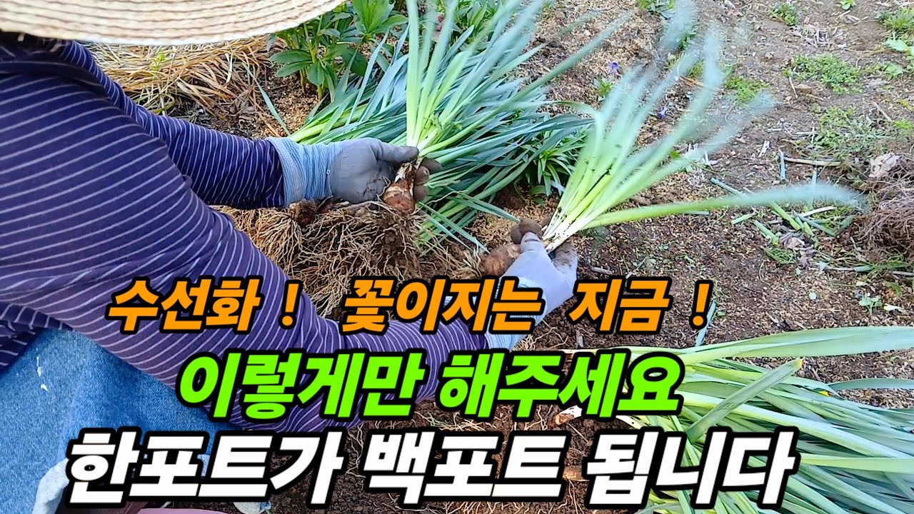 나리온전동가위 사용후기/수선화 밭떼기 만들기