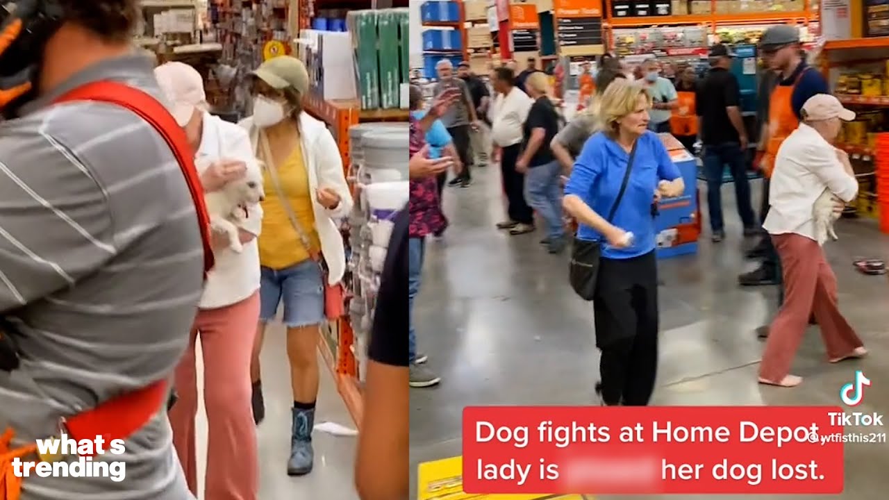 Собачья драка в Home Depot вызвала возмущение | Объяснение трендов
