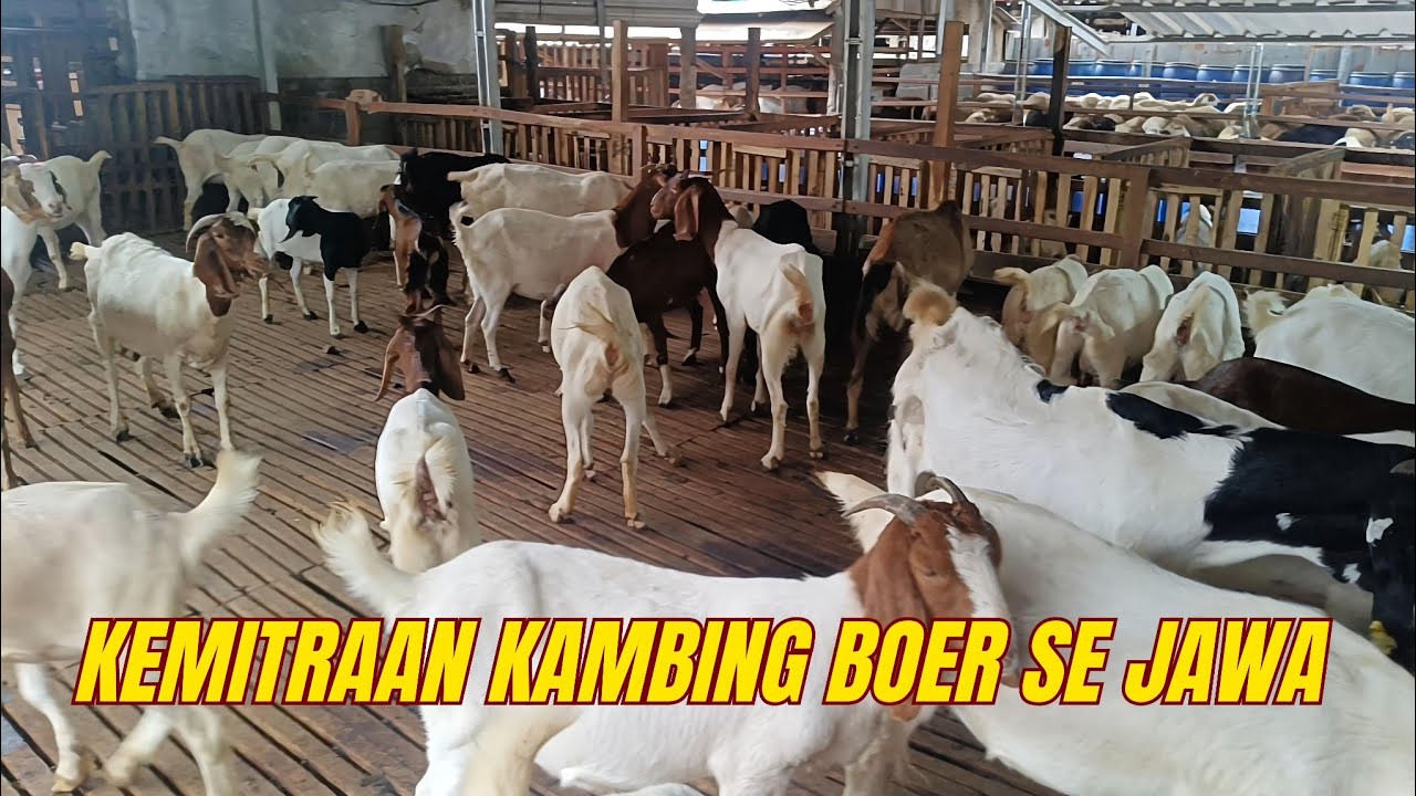 HARGA STABIL? BERIKUT PAPARAN HARGA KAMBING BOER BESERTA KEMITRAANNYA❤️‍🔥❤️‍🔥