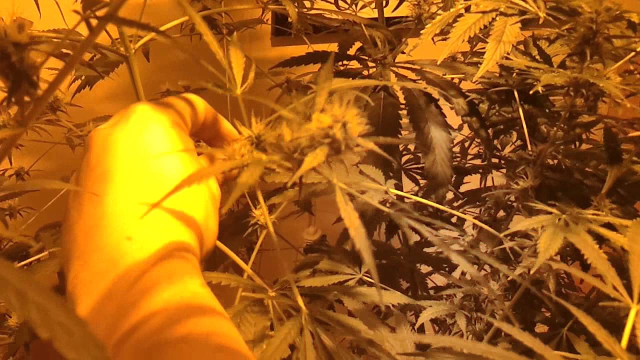 Dr Greenthumb 44 days flowering