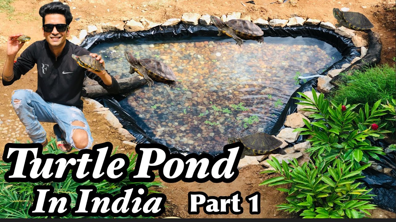 Turtle Pond Setup | Turtle Pond in India | Turtle Pond Backyard |Turtle Pond Making | Turtle Pond 🐢