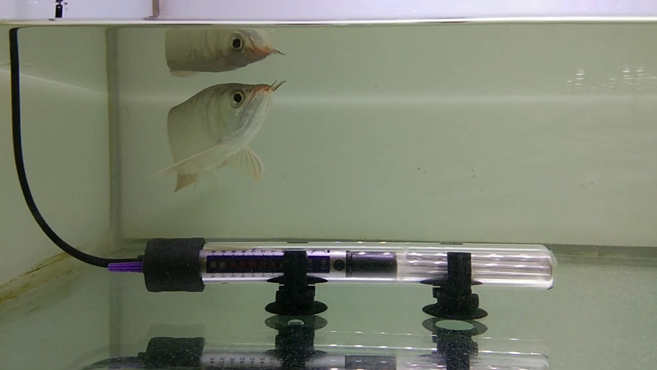 Obat dan ciri ciri ikan arwana kembung .