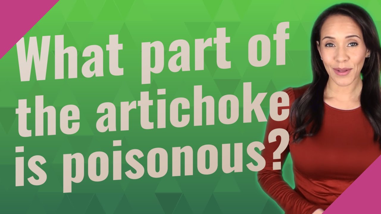 What part of the artichoke is poisonous?