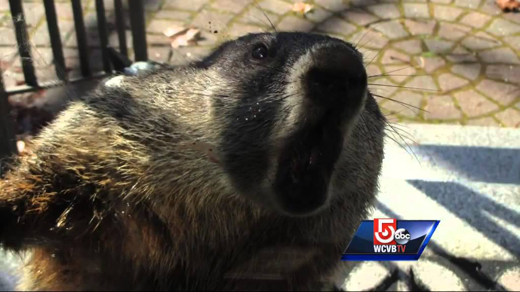 Groundhog attacks man, animal control officer