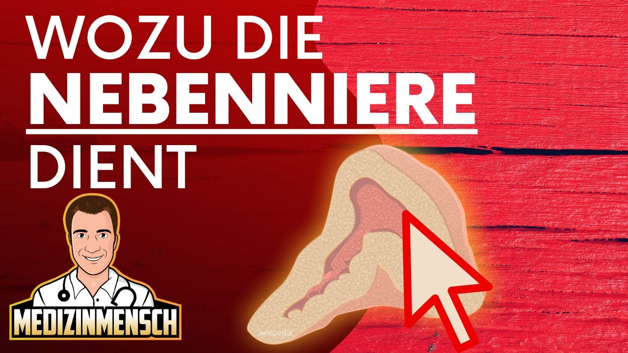 Was macht eigentlich die NEBENNIERE ? Nebennierenmark (1/2)