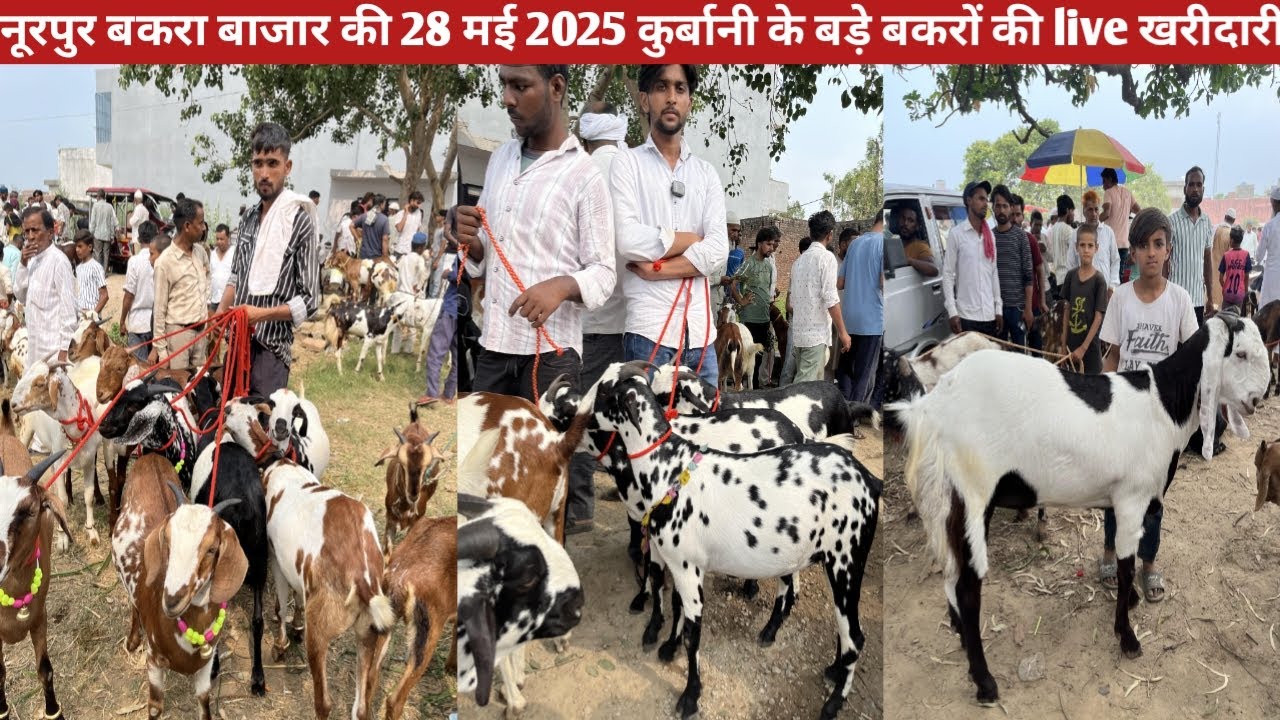 नूरपुर बकरा बाजार की 28 मई 2025 की वीडियो || कुर्बानी के बकरों की लाइव खरीदारी का वीडियो RED FISH NE